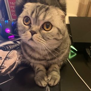 Meet your Posher, Angel